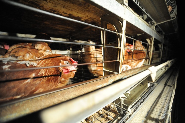 Hens in battery cages on a factory farm