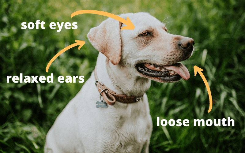 Dog Body Language 101: Understanding Dog Communication