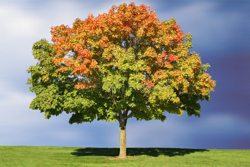 Maple Tree (Acer)