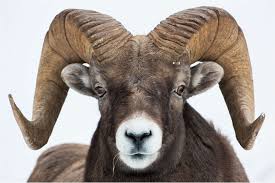 Image result for ram animal