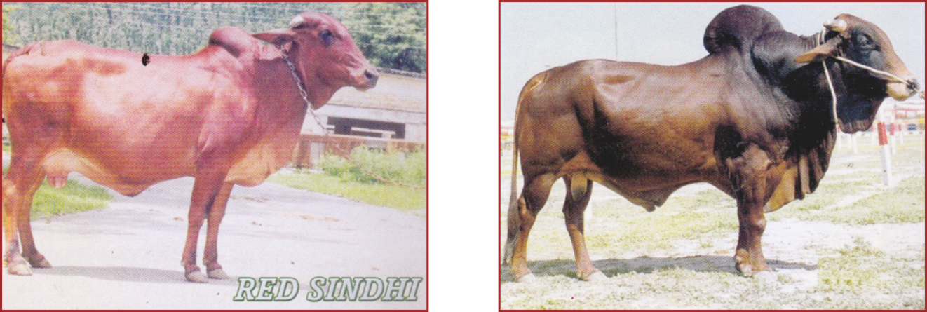 E:\Animal Husbandry\Information & Extention\Mobile App\Animal Images\Cow Red Sindhi.png
