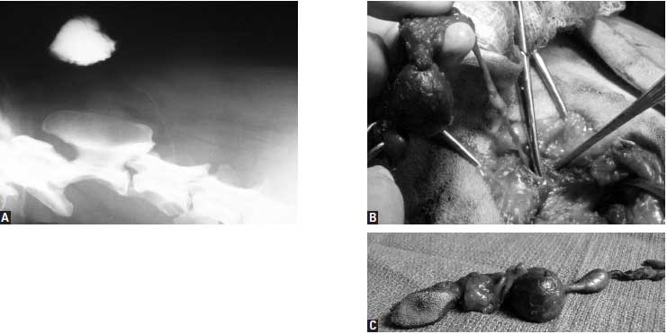 A. fistulogram of a cervical dermoid sinus in a Rhodesian ridgeback