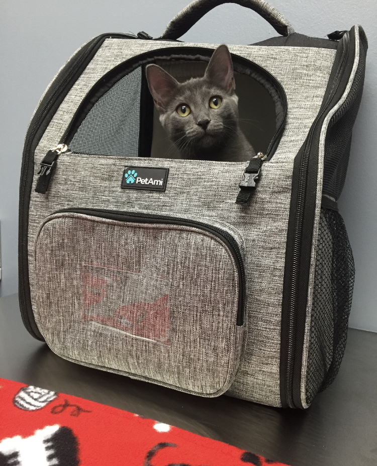 Gray cat sitting on vet exam table inside of a gray cat backpack carrier