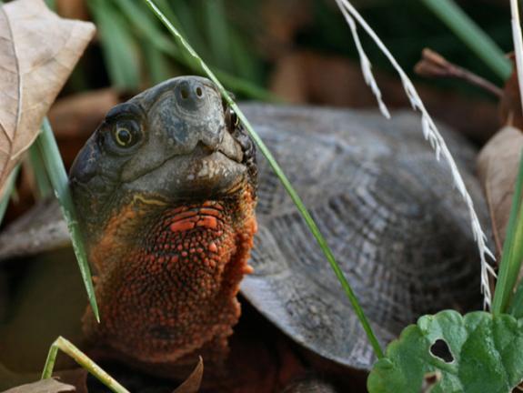 Image result for wood turtle mating