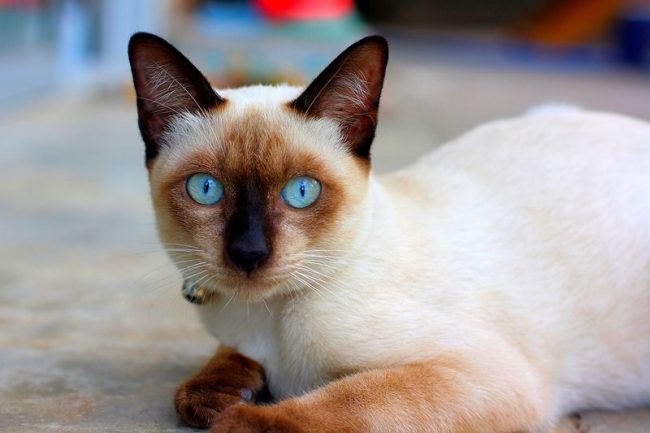 кошка тайской породы