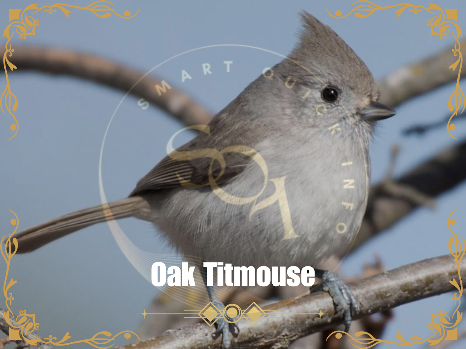 Oak Titmouse