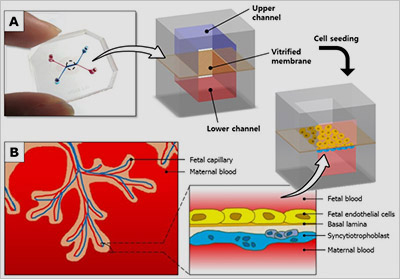 Illustration of placenta-on-a-chip device