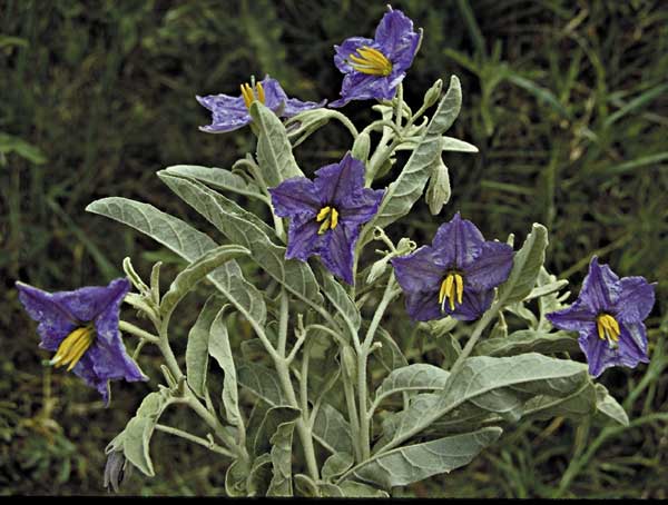 Plants Affecting The Digestive System Part Ii Ivis