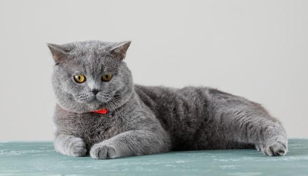 British Shorthair: 