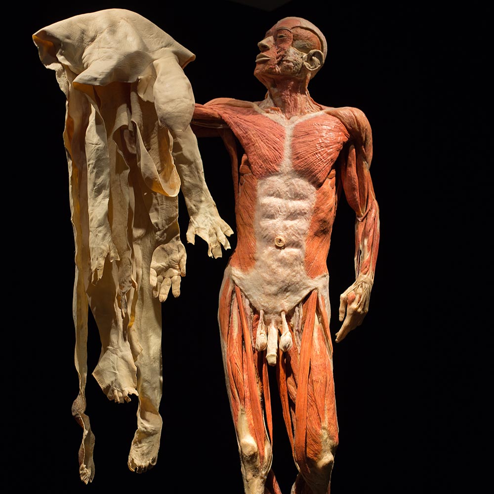 Image result for body worlds