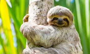 Image result for sloths