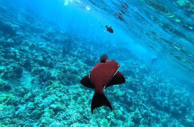 The Best Maui Snorkeling