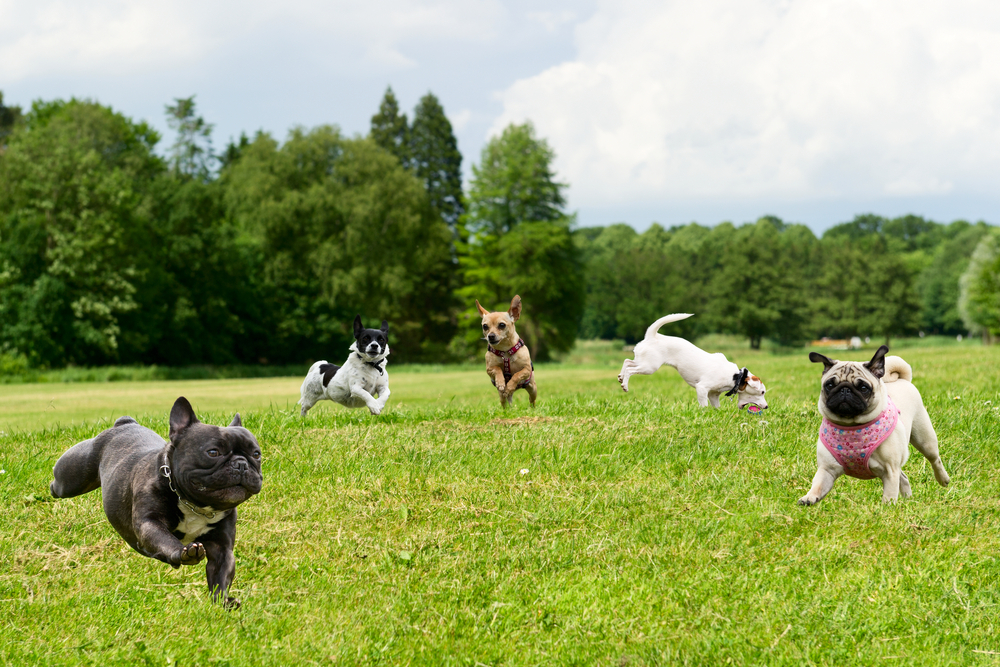 Top 10 Dog Parks In Canada 10