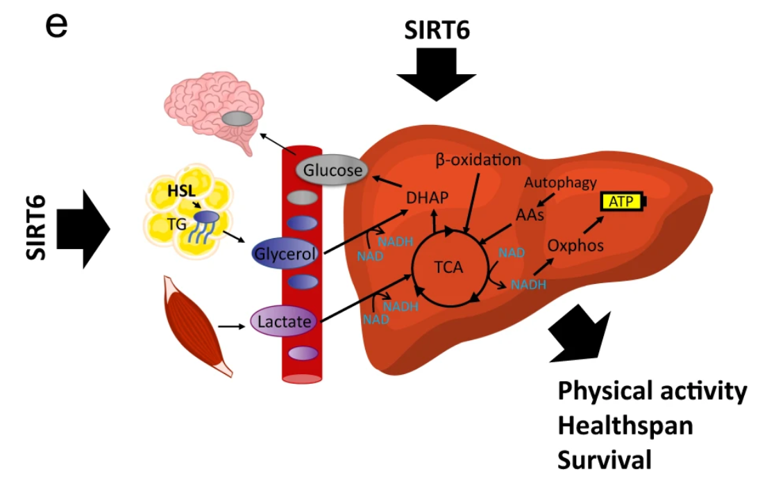 Healthspan,Lifespan extension,SIRT6,NAD+,aging,ageing