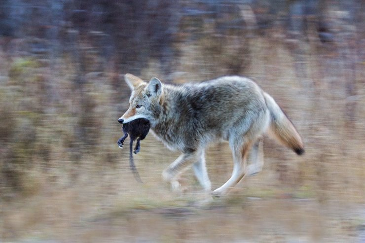 What Do Coyotes Eat? [Diet Menu, Prey List]