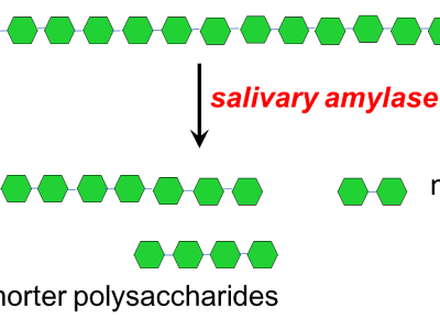 いろいろ carbohydrates break down into sugar 162697-Which carbs break down into sugar