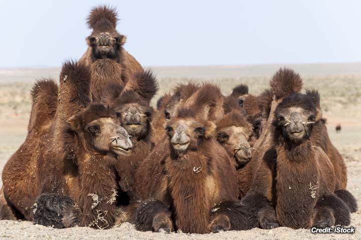 Dehydration in Bactrian Camels 2.jpg