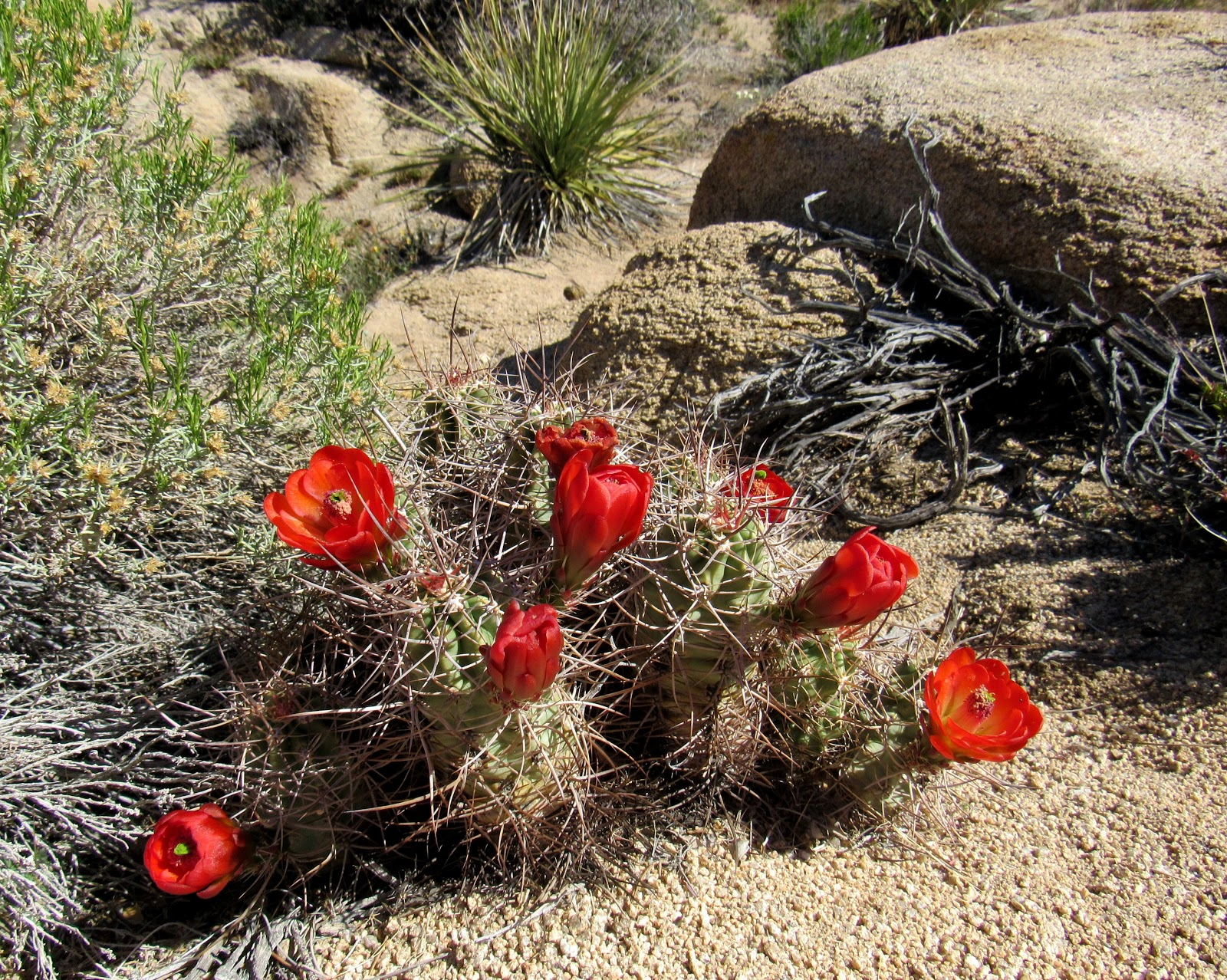 A kingcup cactus. 