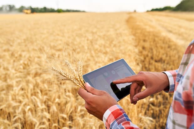 Agricultor toca a tela do tablet para acessar dados de monitoramento da lavoura de trigo