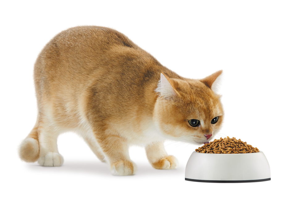 อาหารเม็ด VS อาหารเปียกแมว - PCG Shop Online