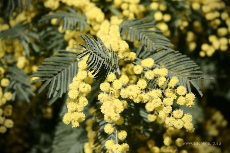 Low Sap Content