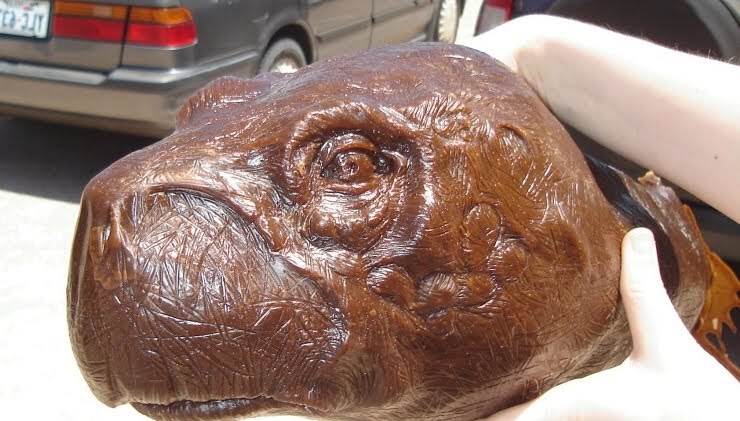 wax cast of tortoise head