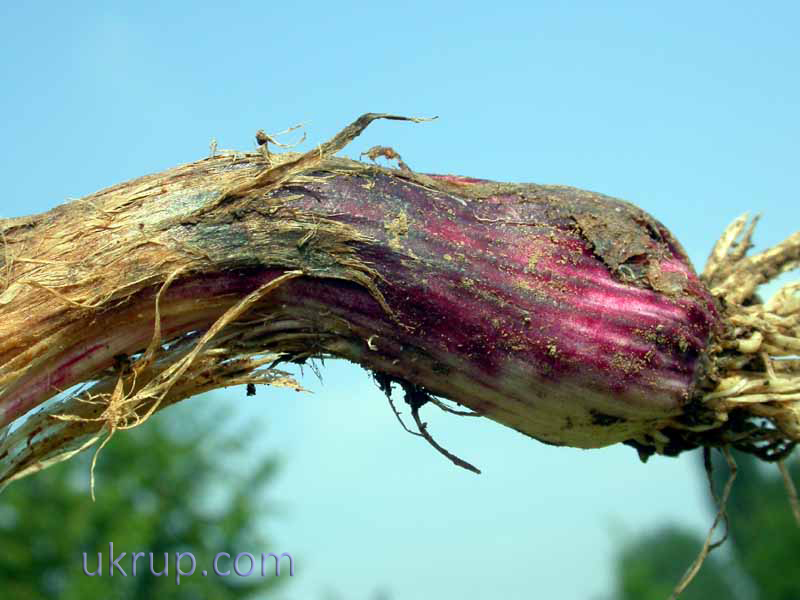 a zucchini plant's stem with dark brown discoloration and sunken lesions, indicating the presence of Fusarium Crown Rot disease.