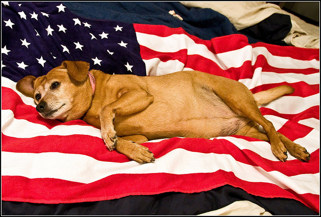 LG: 4th of July Pin-Up Dog?