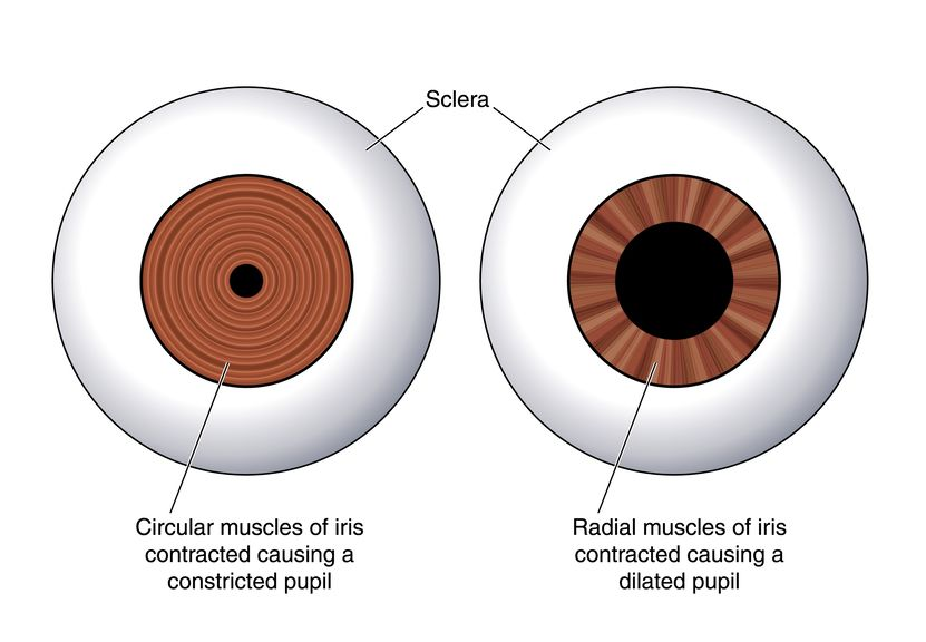 Dilation and attraction pupil What Happens