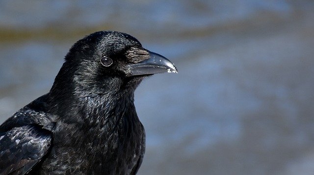 Raven bird name in hindi