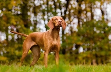 Should You Put A Dog Down With Vestibular Disease? 6 zQCXafEwEAO6N4lTVnVA9CYslL8Cx4SlPEMUa5iNRIq60k vDbY3fns2PGSeyMihvl gJvz9s8BHlKMOP1bwHp3Atl3ahGh0q FES7YwGQaSCjQsbLUihwmzs7NoWpasdrZml1LNi 2K MbiVmse9cA