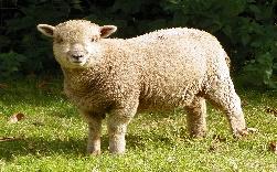 https://upload.wikimedia.org/wikipedia/commons/c/c4/Sheep_%28Ovis_aries%29_%288124797886%29.jpg