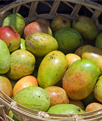 Sonobliss ingredients African Mango