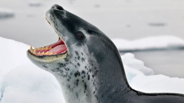 BBC - Travel - A penguin and leopard seal face off
