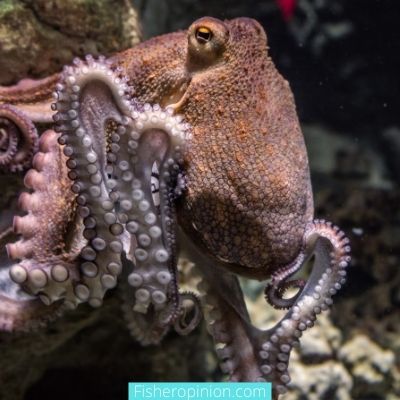 The male octopus