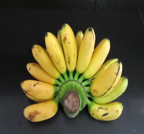 C:\Users\Mazhar Sayeed\Pictures\Bananas-Ladies fingers 5.jpg