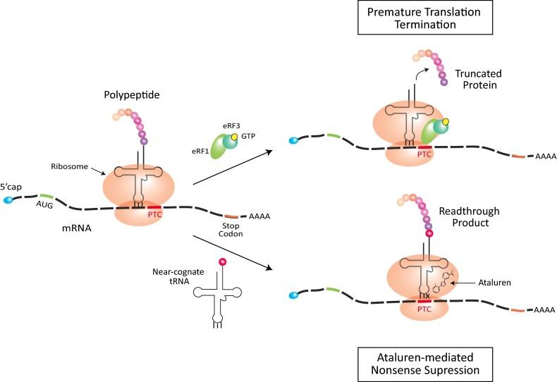 An external file that holds a picture, illustration, etc.
Object name is pnas.1615548113fig01.jpg