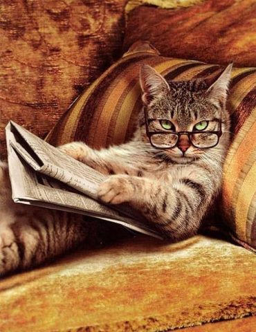 Resultado de imagen de leer gatos