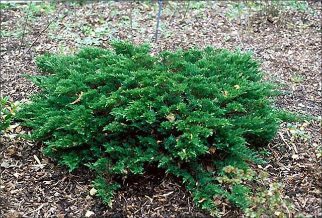 poisonous plants, life-threatening
