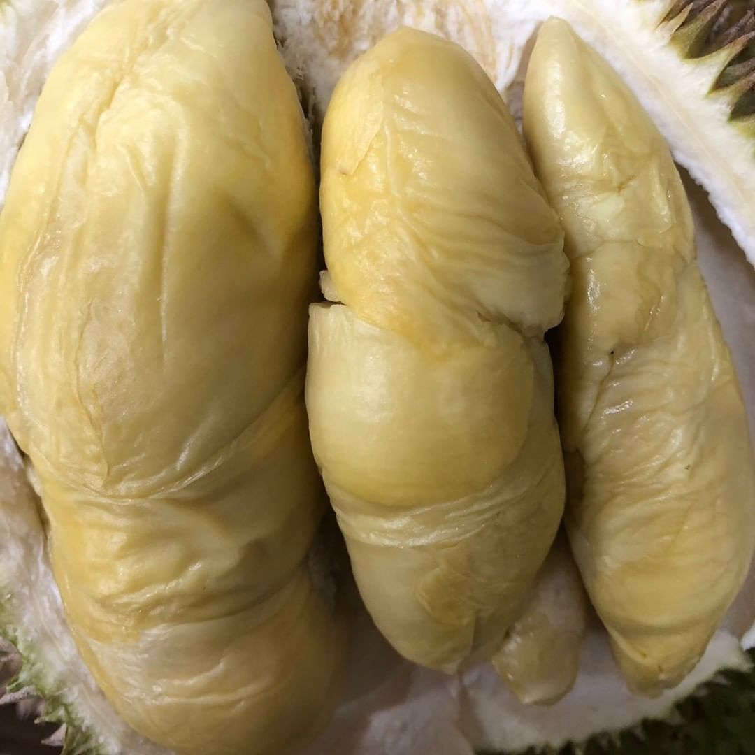 golden phoenix jin feng durian