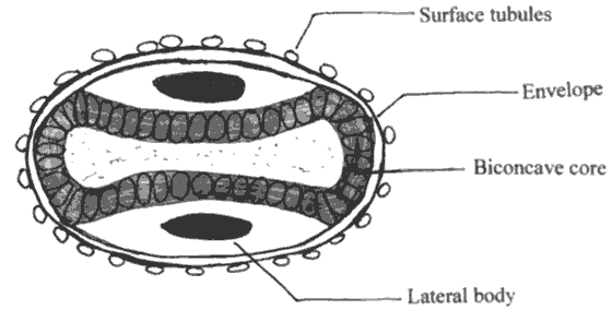Poxviridae (220 - 450 x 140 - 260 nm). Indicated are the surface tubules, the envelope (present only when virions have budded), the biconcave core that surrounds the nucleoprotein, and the lateral bodies (function unknown). 