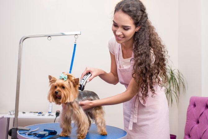 Grooming Sector Focusing on Needs of Pets, Owners | Pet Age