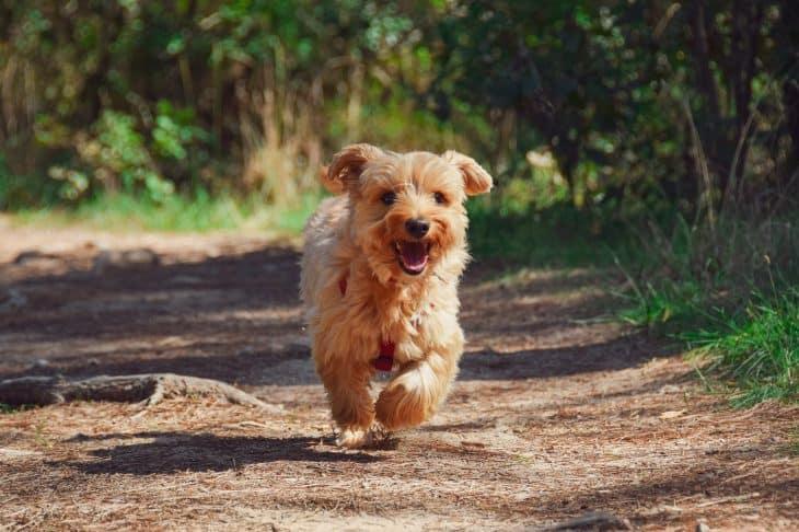 Top 20 Dog Facts - Information, Behavior, History & More 