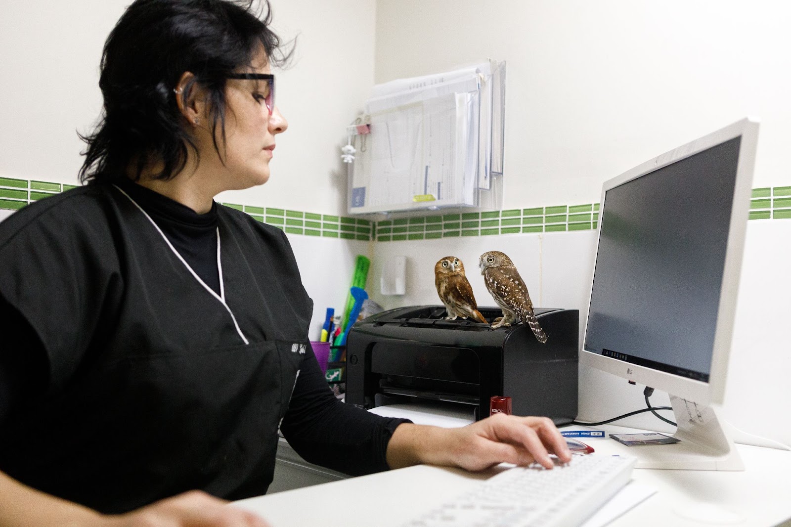 Médica veterinária olhando para filhotes de coruja enquanto faz registro no computador 
