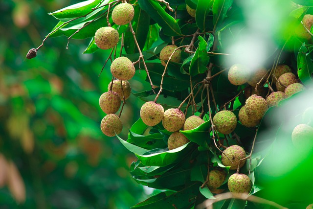 trees name in hindi