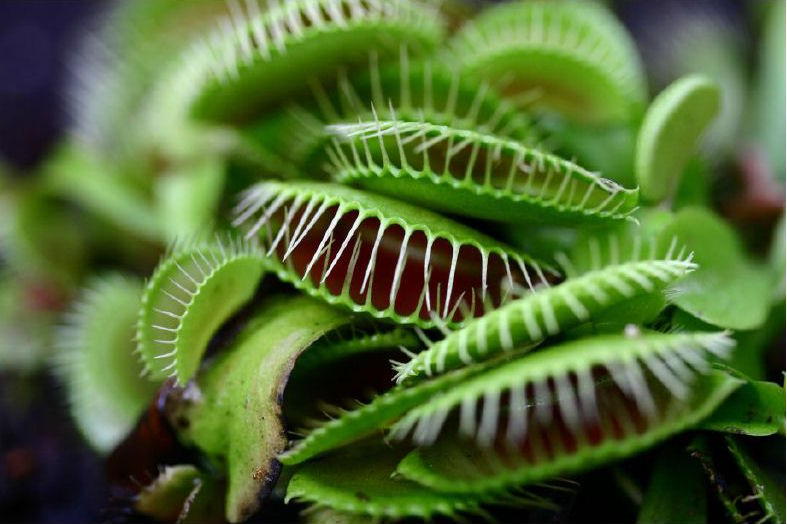 A Venus Fly Trap plant with multiple "mouths".