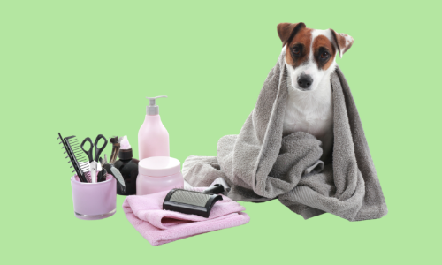 Online Dog Grooming Course by Shawacademy 