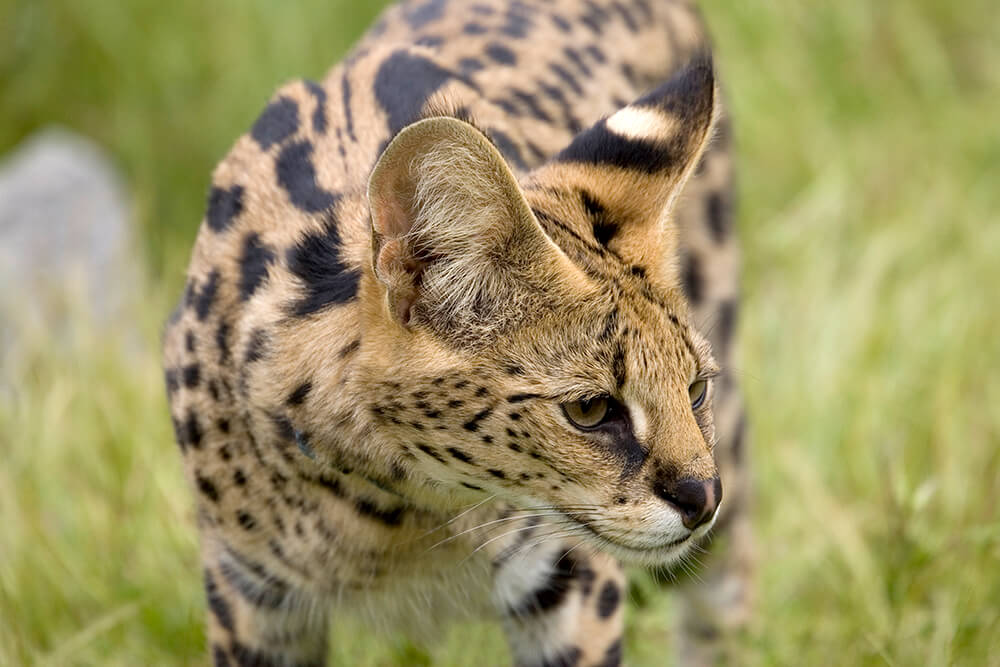 How Long Do African Servals Live