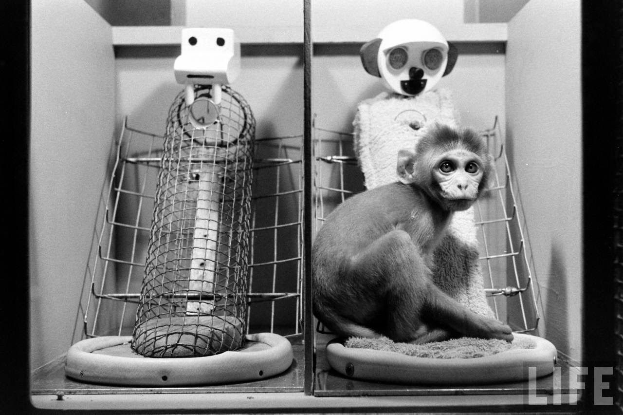 Depresión anaclítica: los experimentos del Dr. Harlow