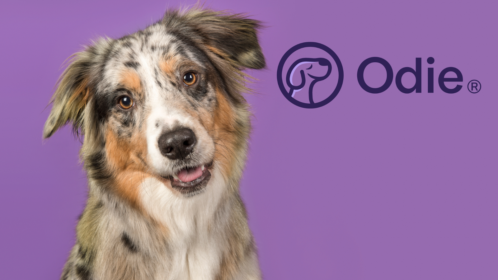 Odie's Wellness Plan helps cover the cost of routine care items such as flea and tick preventative medicines. 